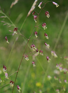 Common Quaking-grass