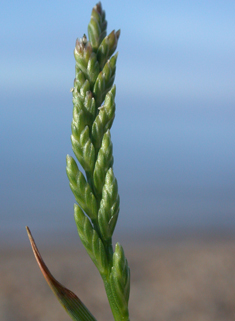 Sea Fern-grass
