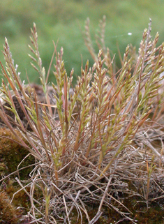 Rigid Fern-grass