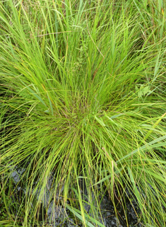 Fibrous Tussock Sedge