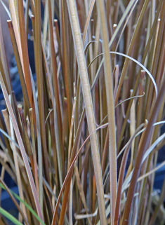Silver-spiked Sedge