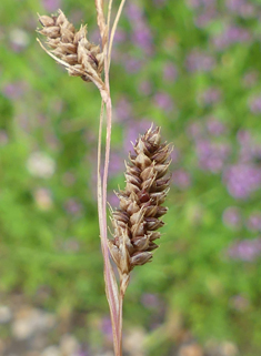 Silver-spiked Sedge