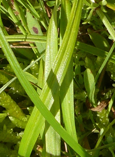 Spring Sedge