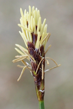 Dioecious Sedge