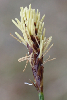 Dioecious Sedge