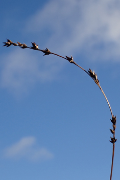 Grey Sedge