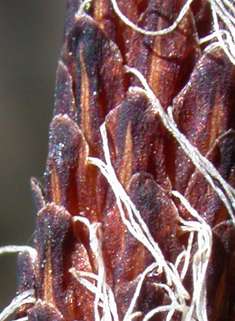 Common Tufted Sedge