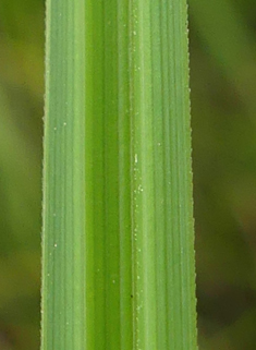 Common Tufted Sedge