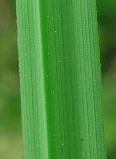 Common Tufted Sedge