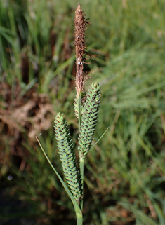 Common Tufted Sedge