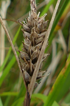 Slender Sedge