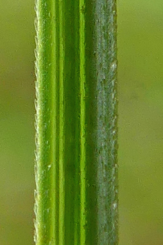 Slender Sedge