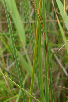 Slender Sedge