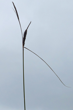 Slender Sedge