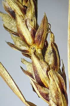 Slender Sedge