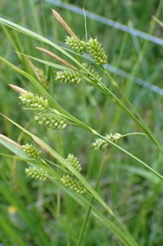Pale Sedge