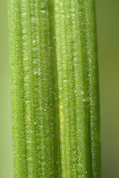 Pale Sedge