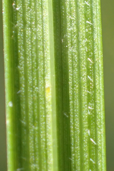 Pale Sedge