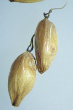 Pale Sedge