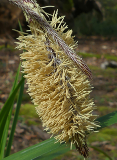 Pendulous Sedge