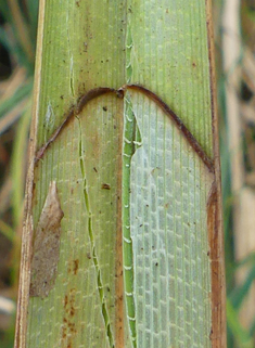 Greater Pond Sedge