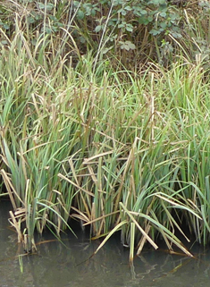 Greater Pond Sedge