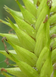 Common Bladder Sedge