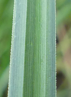 Common Bladder Sedge