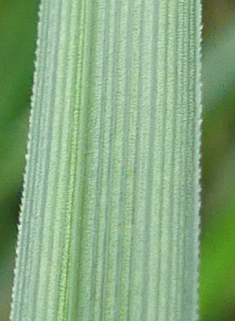 Common Bladder Sedge