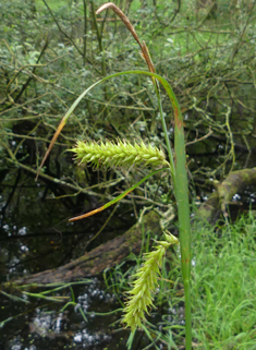 Common Bladder Sedge