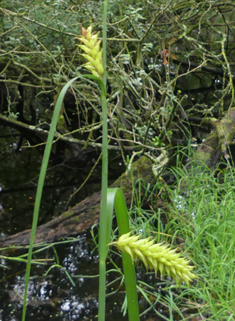 Common Bladder Sedge