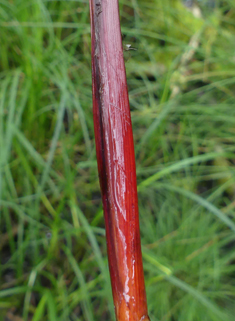 Common Bladder Sedge