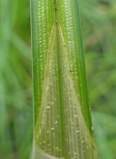 Common Bladder Sedge