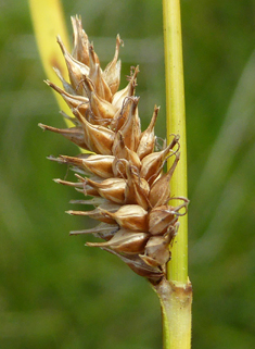 Carex x fulva