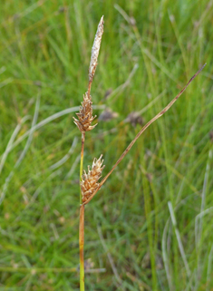 Carex x fulva