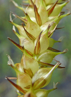 Carex x justi-schmidtii