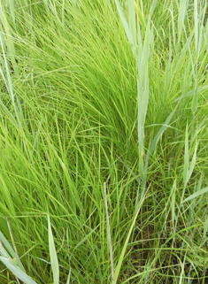 Purple Small-reed