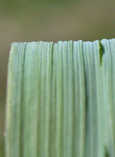 Wood Small-reed