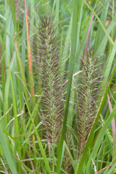 Foxtail Fountain-grass