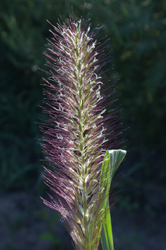 Foxtail Fountain-grass