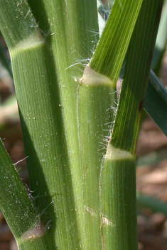Foxtail Fountain-grass