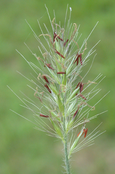 Foxtail Fountain-grass