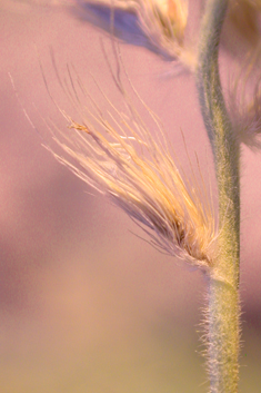 Foxtail Fountain-grass