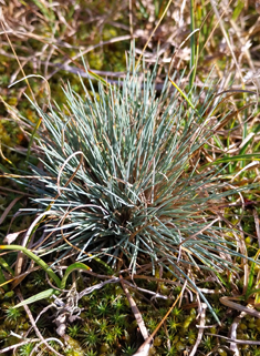 Grey Hair-grass