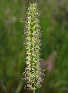 Crested Dog's-tail