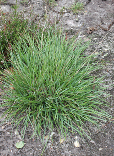Heath-grass