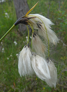 Broad-leaved Cottongrass