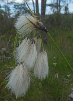 Broad-leaved Cottongrass