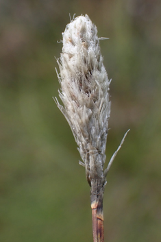 Hare's-tail Cottongrass