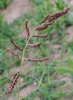 Common Cockspur-grass